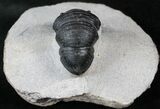 Smooth Shelled Wenndorfia Trilobite - #13943-4